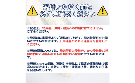 ヘラクレスオオカブト小型オス(100-120mm)【配送不可:北海道・沖縄・離島(一部除く】□