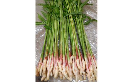 旬のお野菜詰め合わせセット【配送不可：北海道・沖縄・離島（一部除く）・島しょ部】◇