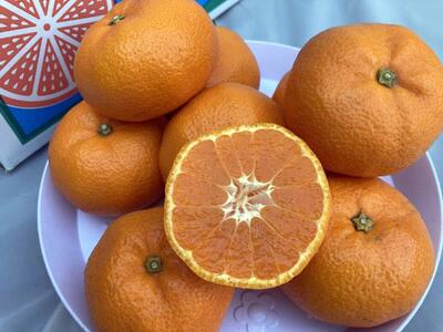 【2025年12月下旬~2月上旬発送】甘い青島みかん5kg 静岡県より産地直送◇