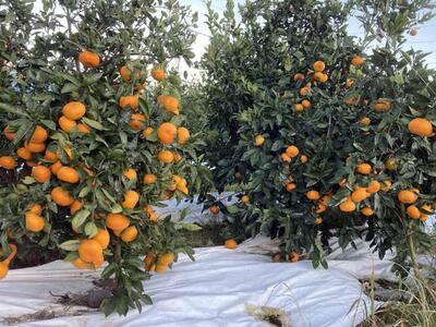 【2025年12月下旬~2月上旬発送】甘い青島みかん5kg 静岡県より産地直送◇