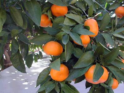 【2025年12月下旬~2月上旬発送】甘い青島みかん5kg 静岡県より産地直送◇