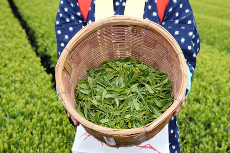 香りと旨みを贅沢に　静岡産 茎茶（棒茶）たっぷり1kgセット（500g×2袋）