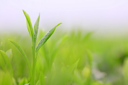 【訳アリ】静岡産抹茶入り玄米茶1kg(200g×5袋)ご家庭用たっぷりサイズ