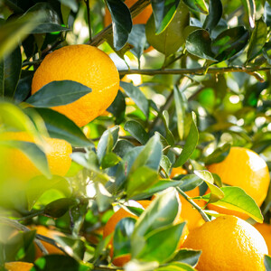 柑橘農家手作り! 無添加柑橘ジャム 4種食べ比べセット フルーツ 柑橘 オレンジ◇