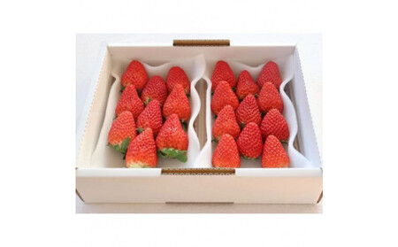 Sランク★静岡県産いちご 紅ほっぺ250ｇ×2パック(1パック約250ｇ 8～14粒）【北海道・沖縄・離島 配送不可】