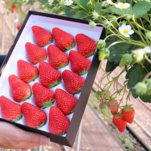 4%の奇跡!【贈答用】静岡県産いちご 紅ほっぺ 500g×1パック(9~15粒) 冷蔵配送【北海道・沖縄・離島 配送不可】 苺 フルーツ◇