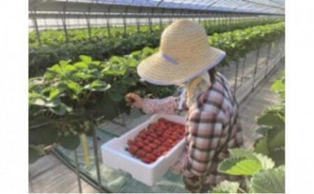 【先行予約】ふるさと納税限定 静岡いちご 食べ比べセット(すず&おいCベリー/500g以上)冷蔵 苺 フルーツ◇