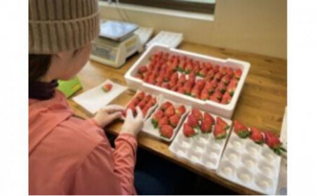 【先行予約】ふるさと納税限定 静岡いちご 食べ比べセット(すず&おいCベリー/500g以上)冷蔵 苺 フルーツ◇