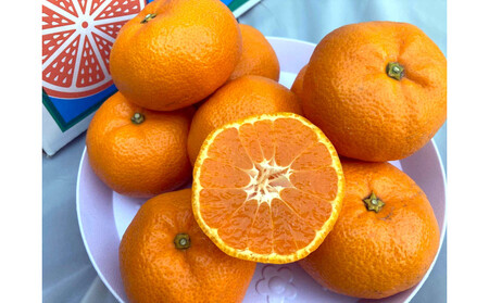 【2025年12月下旬~2月上旬発送】甘い青島みかん2.5kg 静岡県より産地直送◇