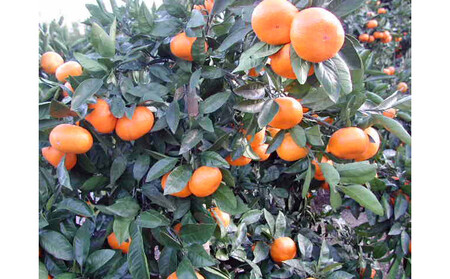 【2025年12月下旬~2月上旬発送】甘い青島みかん2.5kg 静岡県より産地直送◇