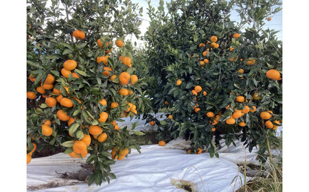 【2025年12月下旬~2月上旬発送】甘い青島みかん2.5kg 静岡県より産地直送◇