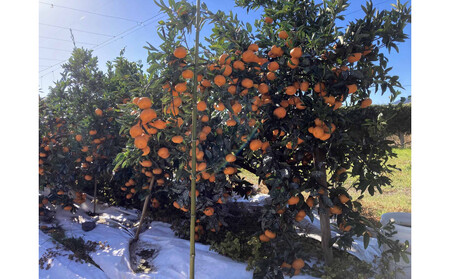 【2025年12月下旬~2月上旬発送】甘い青島みかん2.5kg 静岡県より産地直送◇