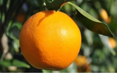 【2026年2月上旬より順次発送】プチ、サク、ジューシー!清水のはるみ 5kg 【配送不可:離島】◆