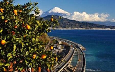 【2026年1月中旬より順次発送】甘さと酸味がマッチした清水のミカン(青島みかん)4.5kg【配送不可:離島】◆