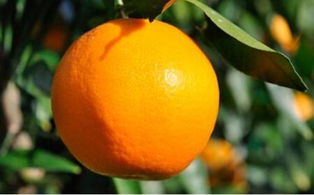 【2026年2月上旬より順次発送】静岡県清水生まれの美味しい柑橘「はるみ約2.5kg」【配送不可:離島】◆