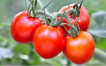 【12月より順次発送】完熟中玉トマト『レッドオーレ』1箱1kg  5,000円