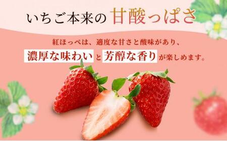 いちご ほっぺたが落ちる 紅ほっぺ 2パック 果物 イチゴ 苺 おやつ ギフト 贈答品 お祝い 5000円 プレゼント 国産 フルーツ くだもの