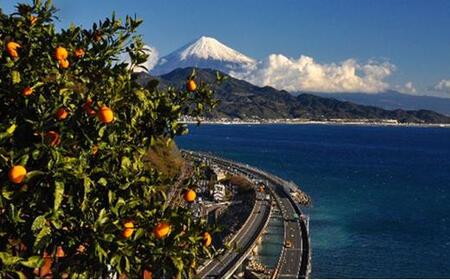 【2025年1月中旬より順次発送】甘さと酸味がマッチ　青島みかん3kg 5,000円