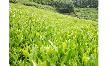 お茶処静岡市の茶農家から味わいの静岡茶セット『計1kg』