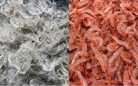 しらす・桜えびセット（各2種）【配送不可：離島】◇