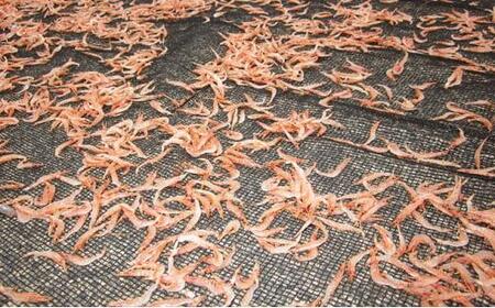 たたみいわし・素干し桜えびセット◇