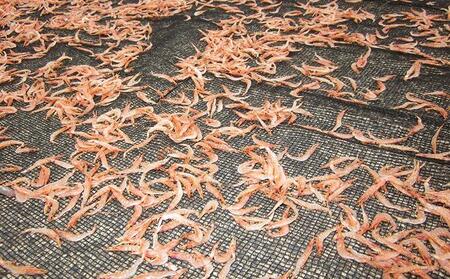 たたみいわし・素干し桜えびセット◇