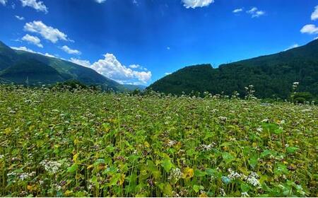 桜えびかき揚げと静岡産生そば(冷凍)4人前【配送不可:離島】■