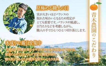 【2026年3月下旬より順次発送】青木農園 スルガ甘夏 10kg【配送不可：離島】◇