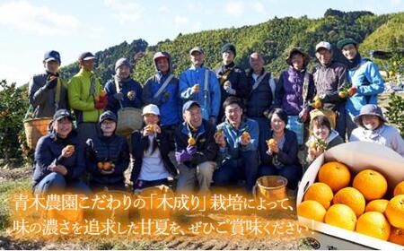 【2026年3月下旬より順次発送】青木農園 スルガ甘夏 10kg【配送不可：離島】◇