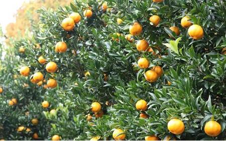 【2026年1月中旬より順次発送】青木農園 太田ポンカン 5kg【配送不可:離島】◇