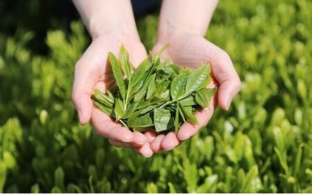 【訳あり】本山茶（ほんやまちゃ）200ｇ× 5本◆