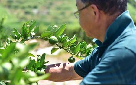 【2026年3月より発送】しみずTHE MIKAN100％（みかんジュース）720ml×2本セット◇