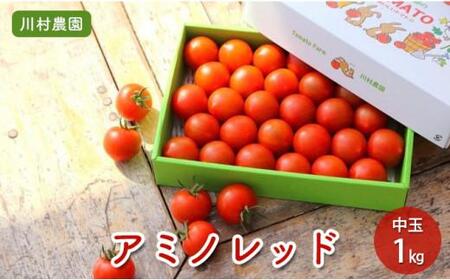 【静岡・三保松原の完熟トマト】甘さと旨味がたっぷり！フルーティーな中玉トマト（アミノレッド）1kg 約30～35玉入　川村農園■