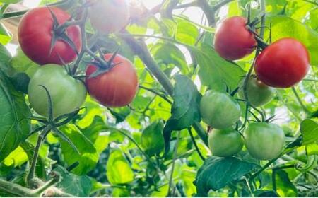 【静岡・三保松原の完熟トマト】甘さと旨味がたっぷり！フルーティーな中玉トマト（アミノレッド）1kg 約30～35玉入　川村農園■