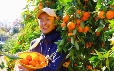 【2025年10月以降順次発送】日下みかん サイズ混合 2S~2L 5kg 秀品 果物類 柑橘類 フルーツ 農薬 有機肥料 光センサー 高品質 おいしい