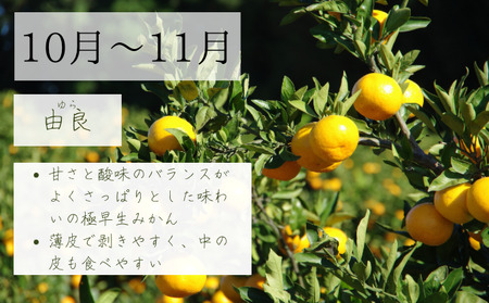 【2025年10月以降順次発送】日下みかん サイズ混合 2S~2L 5kg 秀品 果物類 柑橘類 フルーツ 農薬 有機肥料 光センサー 高品質 おいしい