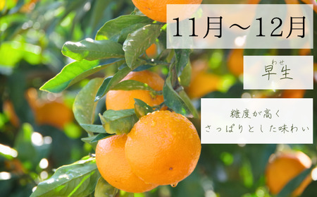 【2025年10月以降順次発送】日下みかん サイズ混合 2S~2L 5kg 秀品 果物類 柑橘類 フルーツ 農薬 有機肥料 光センサー 高品質 おいしい