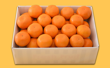 【2026年6月下旬より順次発送】静岡県浜松市産ハウスみかん4.8kg