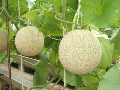 【2026年7月上旬より順次発送】静岡県浜松市産マスクメロン1.5kg×2個