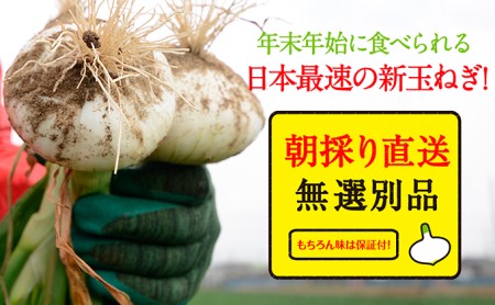 【テレビで紹介されました!】浜松篠原産 新白玉ねぎ プレミアムホワイト 10キロ【無選別品】 野菜 たまねぎ タマネギ 玉ねぎ 新玉ねぎ 10kg