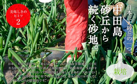 【テレビで紹介されました!】浜松篠原産 新白玉ねぎ プレミアムホワイト 10キロ【無選別品】 野菜 たまねぎ タマネギ 玉ねぎ 新玉ねぎ 10kg