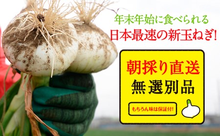 【テレビで紹介されました！】浜松篠原産新白玉ねぎプレミアムホワイト5キロ【無選別品】 野菜 たまねぎ タマネギ 玉葱 新玉ねぎ 5kg 