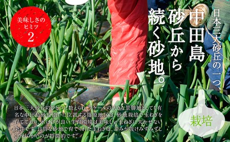 浜松篠原産新玉ねぎプレミアムフレッシュ5キロ【無選別品】 野菜 たまねぎ タマネギ 5kg 