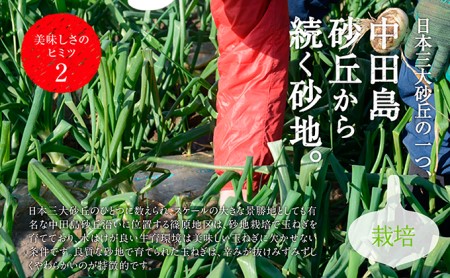 浜松篠原産新玉ねぎプレミアムフレッシュ10キロ【無選別品】 野菜 たまねぎ タマネギ 10kg 