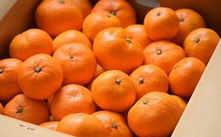 静岡三ヶ日産 青島みかん 8kg/箱