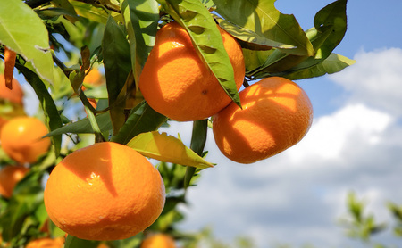 静岡三ヶ日産 青島みかん 8kg/箱