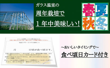 クラウンメロン　特大玉　1玉　12ヵ月連続お届け【配送不可：離島】 メロン青肉 果物類 フルーツ 