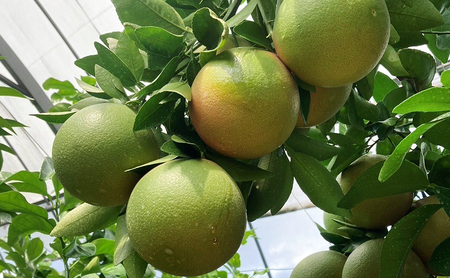 【2026年4月上旬より順次発送】 静岡県浜松市産グレープフルーツ約2kg（4〜6個） 果物 フルーツ 国産 静岡 浜松市