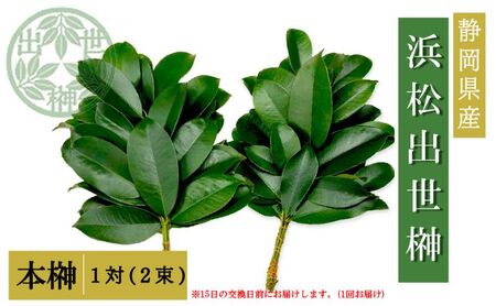 榊 浜松出世榊 本榊 純国産 1対（2束）※15日交換に間に合うように配送 国内産 日持ち 大きい 艶やか 肥料のみ使用 農薬不使用 浜松市 静岡県
