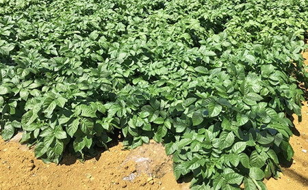 静岡県浜松市産 訳あり 三方原馬鈴薯 10kg 男爵 じゃがいも じゃが芋 ジャガイモ 国産 野菜 浜松市